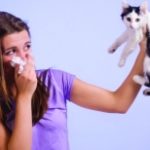 Miért allergén a macska?
